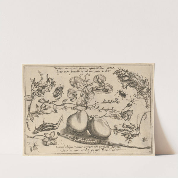 Archetypa studiaque patris Georgii Hoefnagelii Pl.48 (1592) by Joris Hoefnagel