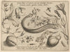 Archetypa studiaque patris Georgii Hoefnagelii Pl.49 (1592)
