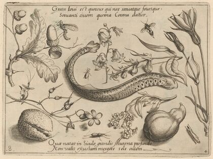 Archetypa studiaque patris Georgii Hoefnagelii Pl.49 (1592)