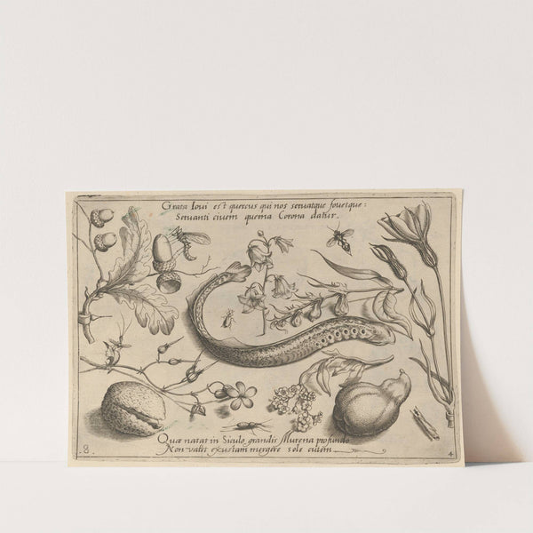 Archetypa studiaque patris Georgii Hoefnagelii Pl.49 (1592) by Joris Hoefnagel