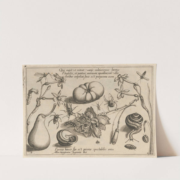 Archetypa studiaque patris Georgii Hoefnagelii Pl.50 (1592) by Joris Hoefnagel