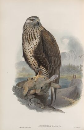 Archibuteo lagopus. Rough-legged Buzzard (1862-1873)
