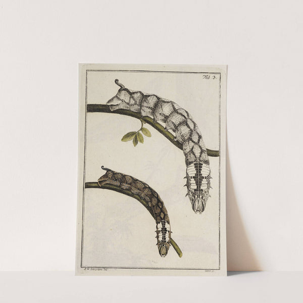 Archives de l'histoire des insectes Pl.03 by Johann Caspar Fuessli