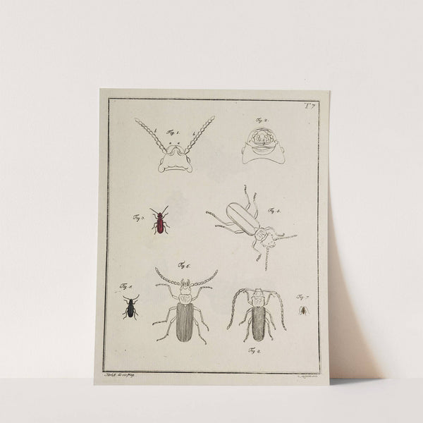 Archives de l'histoire des insectes Pl.07 by Johann Caspar Fuessli
