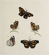 Archives de l’histoire des insectes Pl.08