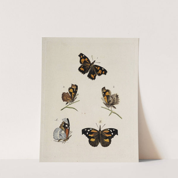 Archives de l'histoire des insectes Pl.08 by Johann Caspar Fuessli