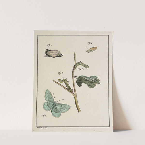 Archives de l'histoire des insectes Pl.09 by Johann Caspar Fuessli