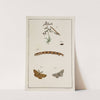 Archives de l'histoire des insectes Pl.10 by Johann Caspar Fuessli