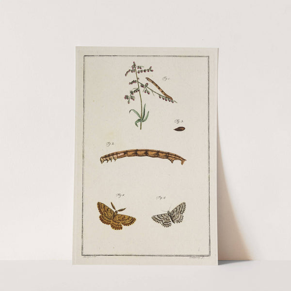 Archives de l'histoire des insectes Pl.10 by Johann Caspar Fuessli