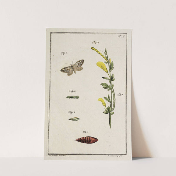 Archives de l'histoire des insectes Pl.11 by Johann Caspar Fuessli