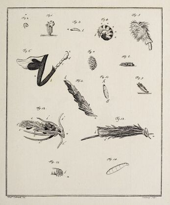 Archives de l’histoire des insectes Pl.12
