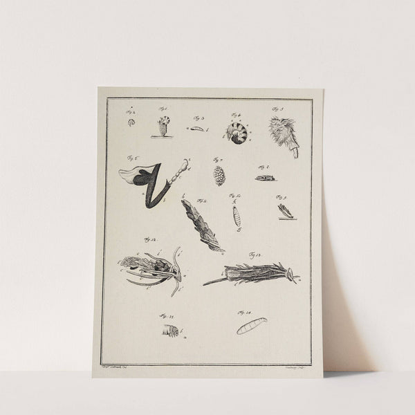 Archives de l'histoire des insectes Pl.12 by Johann Caspar Fuessli