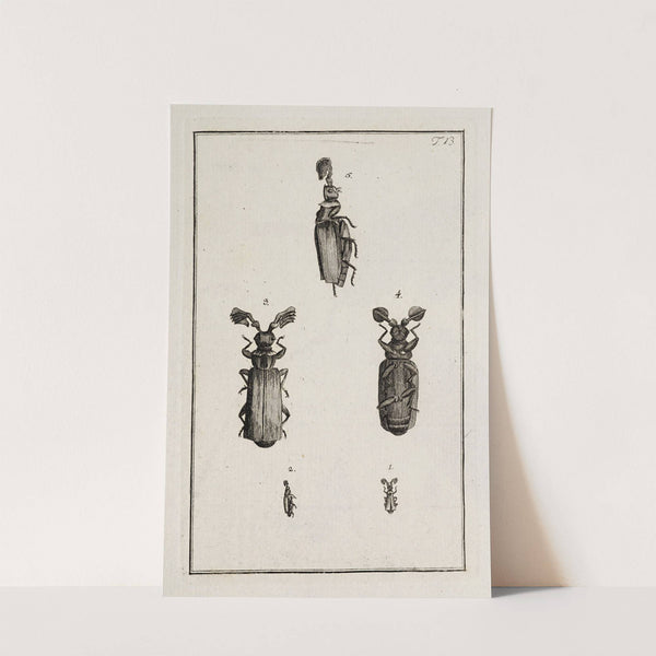 Archives de l'histoire des insectes Pl.13 by Johann Caspar Fuessli
