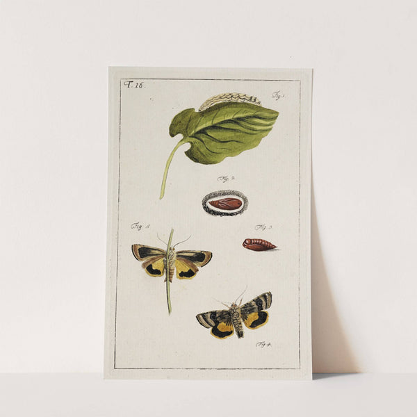 Archives de l'histoire des insectes Pl.16 by Johann Caspar Fuessli