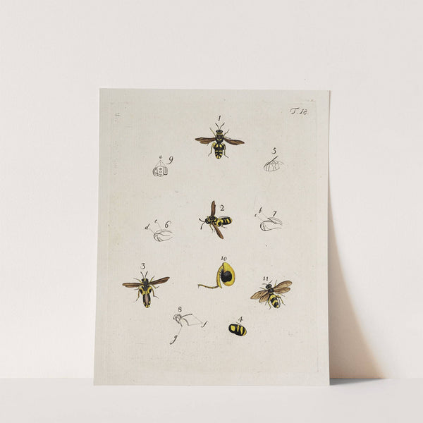 Archives de l'histoire des insectes Pl.18 by Johann Caspar Fuessli