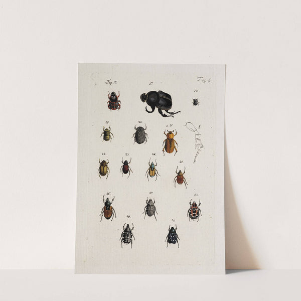 Archives de l'histoire des insectes Pl.20 by Johann Caspar Fuessli