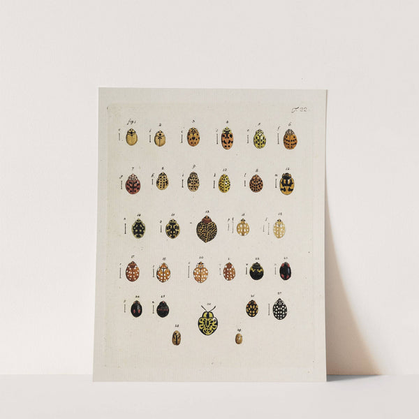 Archives de l'histoire des insectes Pl.23 by Johann Caspar Fuessli