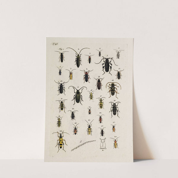Archives de l'histoire des insectes Pl.27 by Johann Caspar Fuessli
