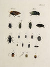 Archives de l’histoire des insectes Pl.30