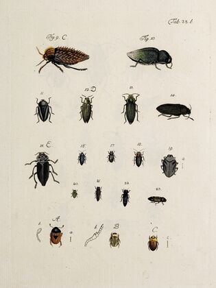 Archives de l’histoire des insectes Pl.30