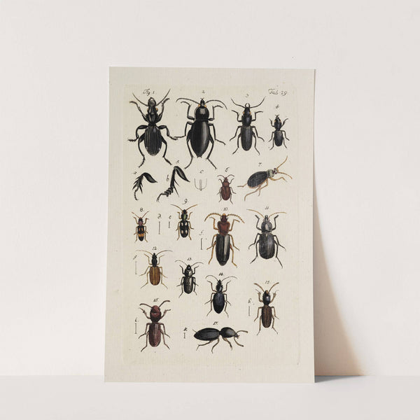 Archives de l'histoire des insectes Pl.31 by Johann Caspar Fuessli