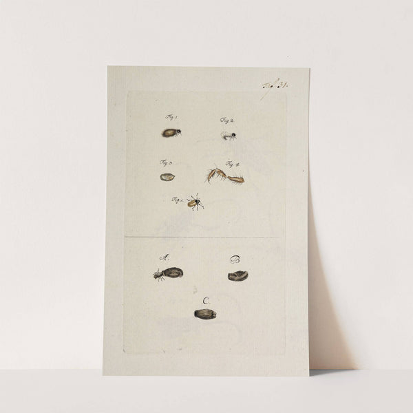 Archives de l'histoire des insectes Pl.33 by Johann Caspar Fuessli