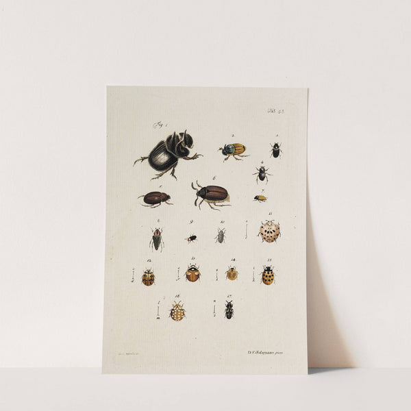 Archives de l'histoire des insectes Pl.38 by Johann Caspar Fuessli