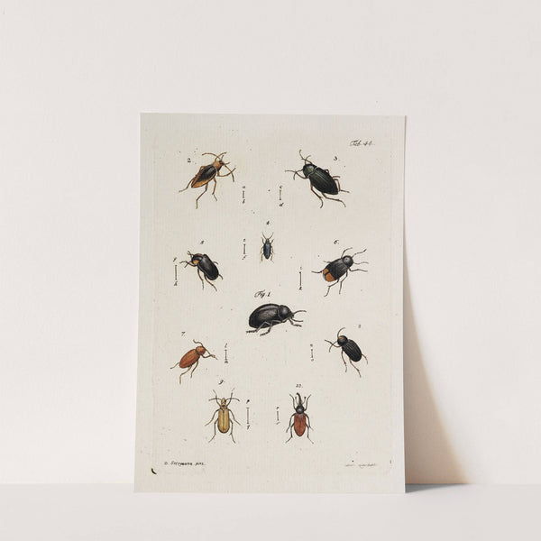 Archives de l'histoire des insectes Pl.39 by Johann Caspar Fuessli