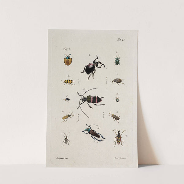 Archives de l'histoire des insectes Pl.40 by Johann Caspar Fuessli