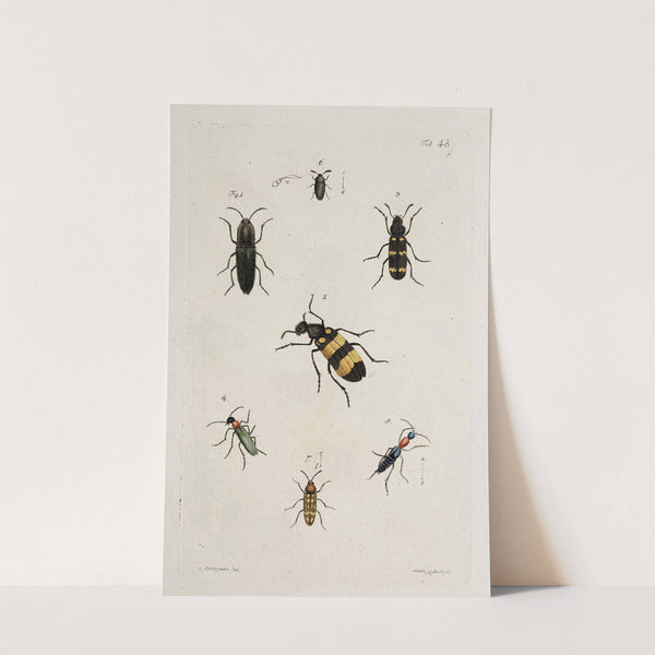 Archives de l'histoire des insectes Pl.43 by Johann Caspar Fuessli