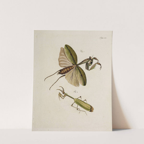 Archives de l'histoire des insectes Pl.45 by Johann Caspar Fuessli