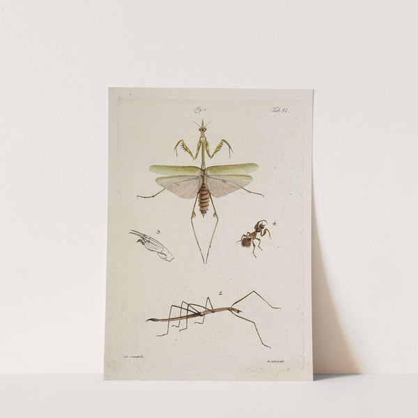 Archives de l'histoire des insectes Pl.46 by Johann Caspar Fuessli