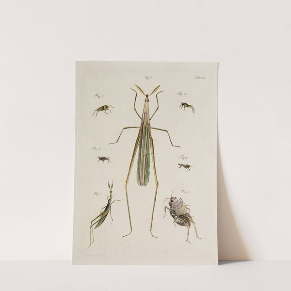 Archives de l'histoire des insectes Pl.47 by Johann Caspar Fuessli