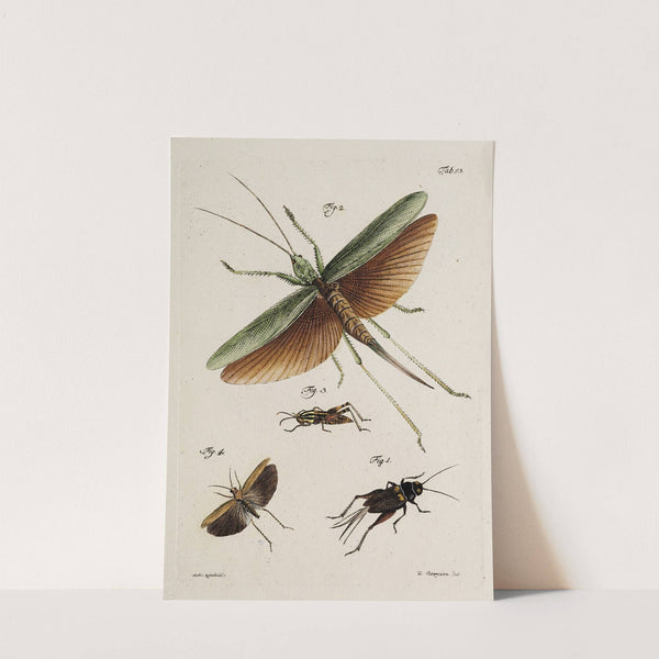 Archives de l'histoire des insectes Pl.48 by Johann Caspar Fuessli