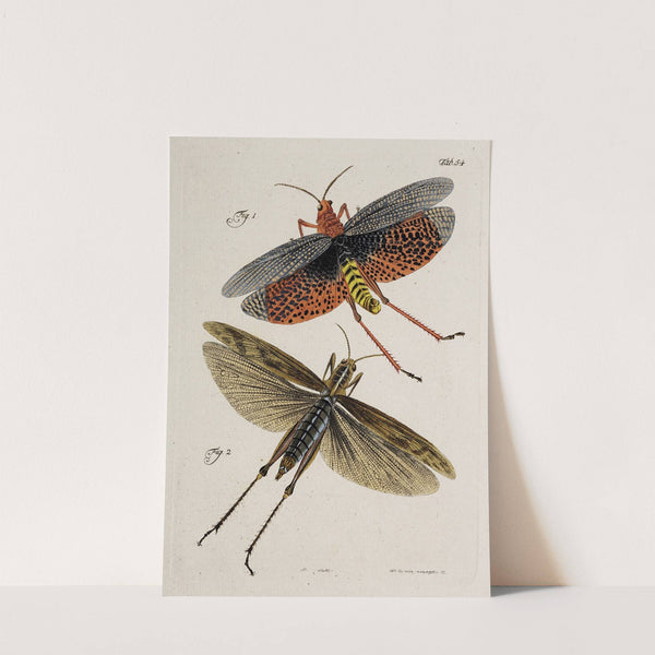 Archives de l'histoire des insectes Pl.49 by Johann Caspar Fuessli