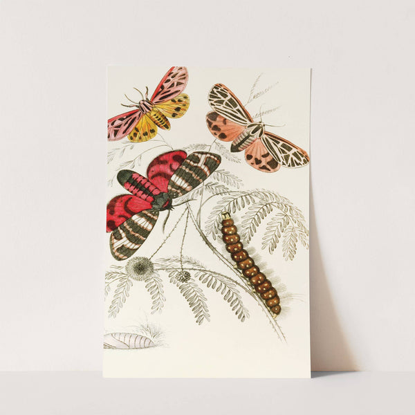 Arctia Hebe, Spilosoma Arge, Spilosoma aerea, Spilosoma Virgo by James Duncan