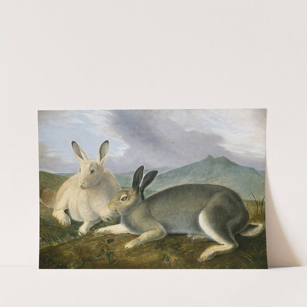 Arctic Hare by John James Audubon