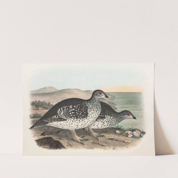 Arctic Sharp Tailed Grouse by Daniel Giraud Elliot