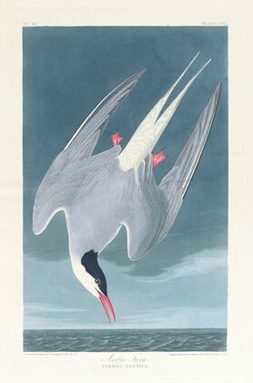 Arctic tern