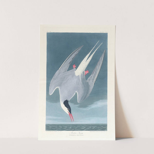 Arctic tern by John James Audubon