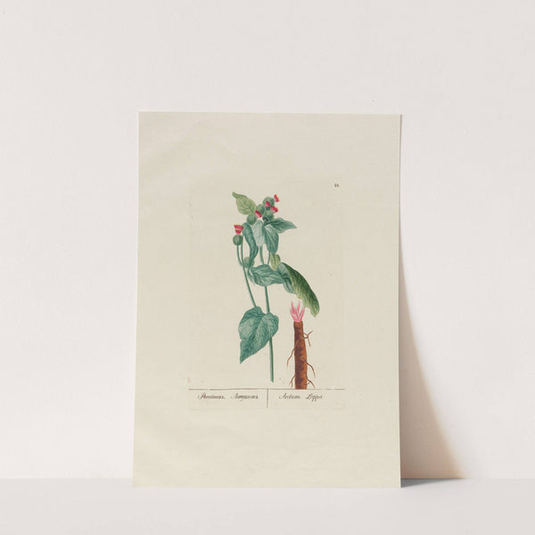 Arctium Lappa (1797–1810) by Petr Martynovich Gofman