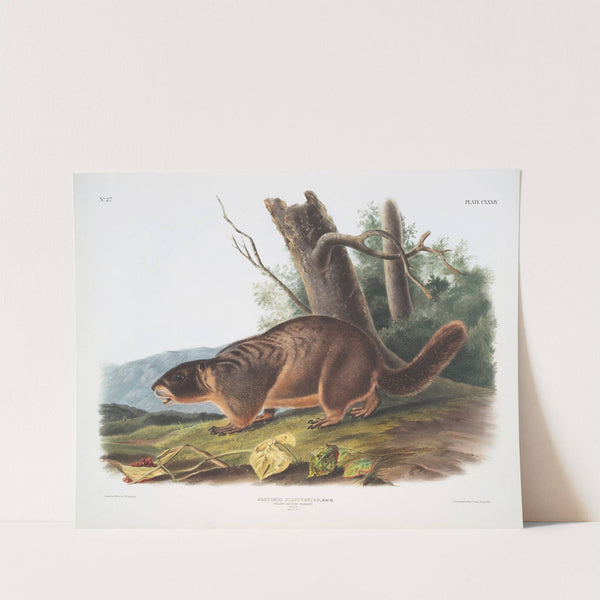 Arctomys flaviventer, Yellow-bellied Marmot. Male. Natural size. (1845-1848) by John Woodhouse Audubon