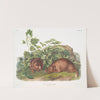 Arctomys Lewisii, Lewi’s Marmot. Natural size. (1845-1848) by John Woodhouse Audubon