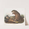 Arctomys monax, Maryland Marmot, Woodchuck, Groundhog. Natural size. Old & young. (1845-1848) by John Woodhouse Audubon
