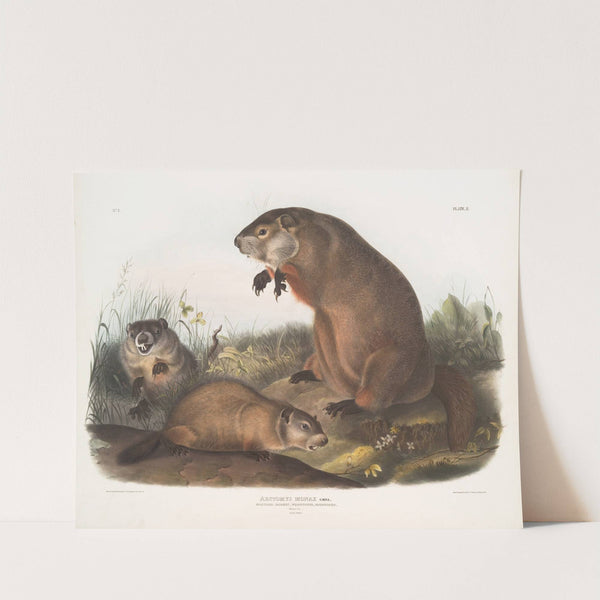 Arctomys monax, Maryland Marmot, Woodchuck, Groundhog. Natural size. Old & young. (1845-1848) by John Woodhouse Audubon