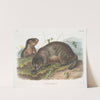 Arctomys pruinosus, Hoary Marmot — The Whistler. (1845-1848) by John Woodhouse Audubon