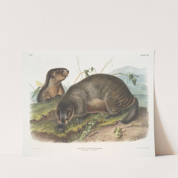 Arctomys pruinosus, Hoary Marmot — The Whistler. (1845-1848) by John Woodhouse Audubon