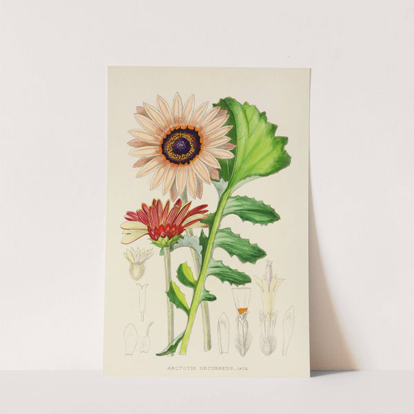 Arctotis Decurrens by Illtyd Buller Pole-Evans