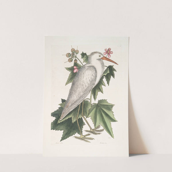 Ardea alba, The little white Heron; Ketmia &c. by Mark Catesby