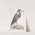 Ardea Cærulea, The blue Heron. by Mark Catesby